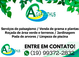 Agapanhthus 